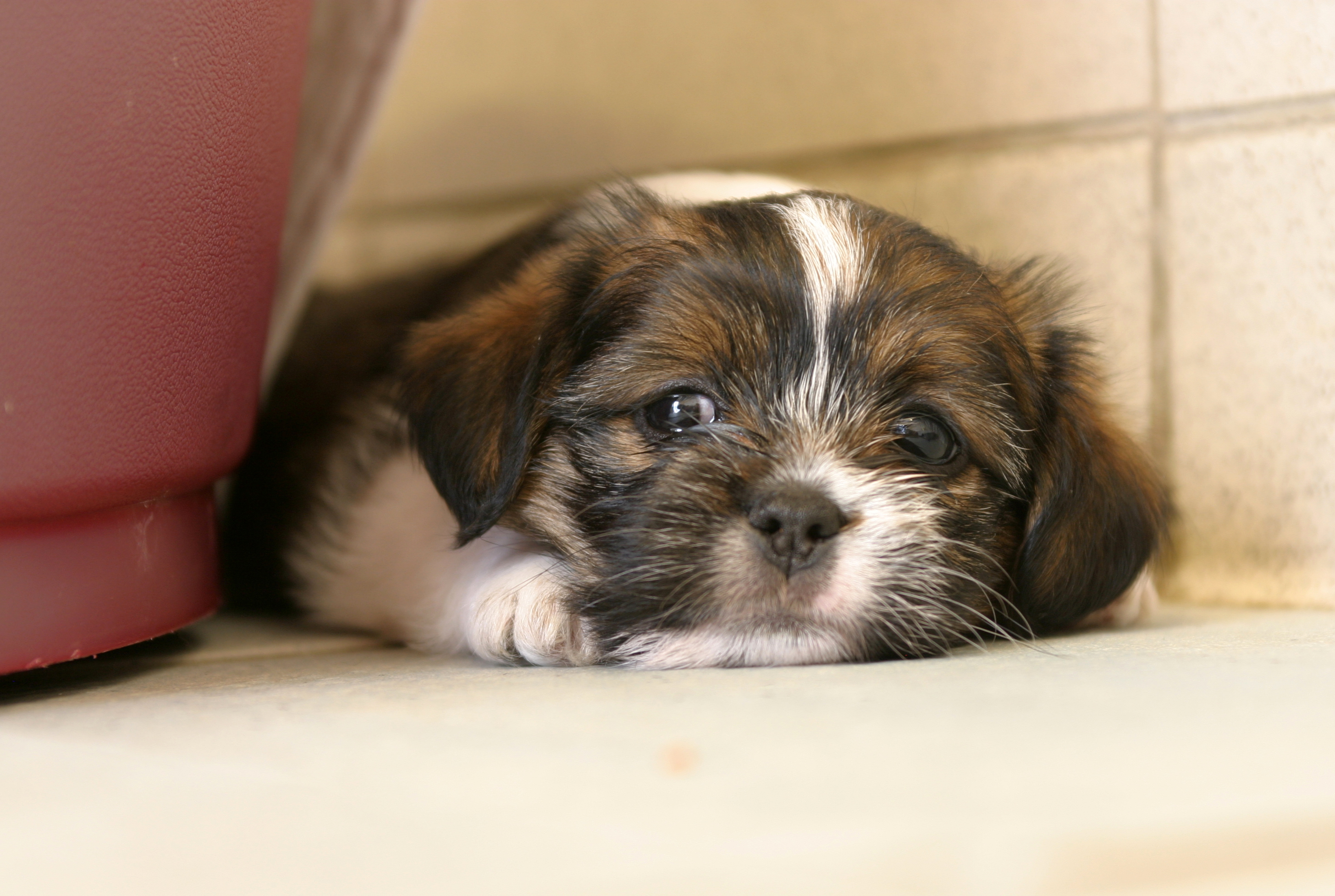 Why Is My Dog Hiding In The Corner